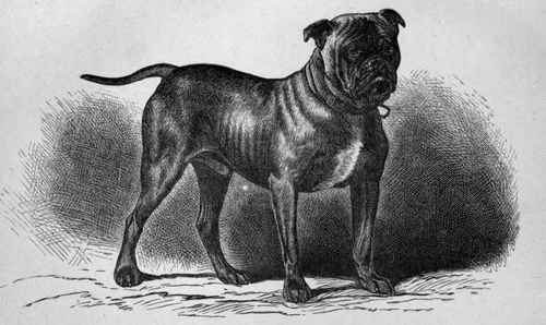 What are some types of bulldogs?